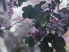 -阿嬷手作(成都万象城店)