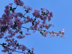 -顾村公园