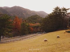-神户市立六甲山牧场