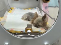 -美联众合动物医院·24h转诊中心