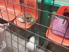 -猫咪博物馆(顶澳仔猫街店)