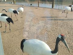 -盐城丹顶鹤湿地生态旅游区