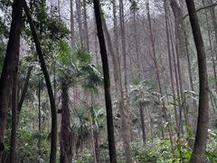 -凤栖山