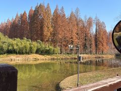 -黄海国家森林公园