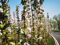 -天津东丽湖风景区