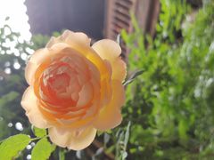 -石屏会馆