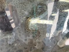 -野象谷景区