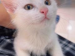 -瑞派福兴宠物医院犬猫全科·骨科·中西医结合(河东店)