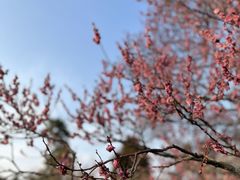 -梅花山(明孝陵内)