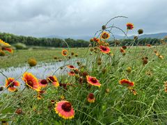 -长兴太湖图影湿地文化园