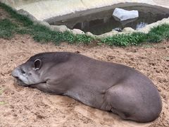 -西霞口神雕山野生动物世界
