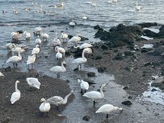 -烟墩角天鹅湖
