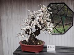 -香雪海