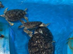 -泉城欧乐堡海洋极地世界