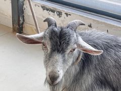 -怪兽屋·羊驼·猫咖·狗咖(俊华广场店)