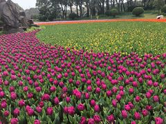 -上海鲜花港