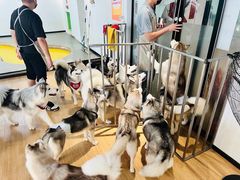 -Husky Go! 哈士奇体验馆·宠物咖啡厅狗咖