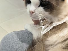 -怪兽屋·羊驼·猫咖·狗咖(俊华广场店)