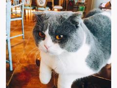 猫主子-共舞时光猫咖·狗咖(新街口店)