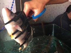 -煲来饱去冷水鱼