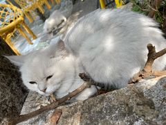 -喵屿·大理花园猫咖
