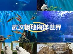 -海合安武汉极地海洋公园
