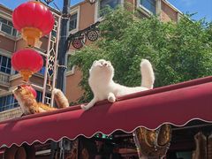 -新疆国际大巴扎