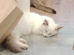 -楼上猫咖(罗湖店)