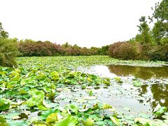 -艾溪湖湿地公园