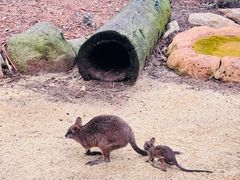 -费瑟代尔野生动物园