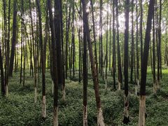 -桤木河湿地公园