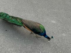 -J Create城市露营咖啡·简餐·宠物(上海动物园店)