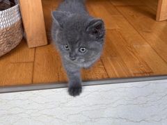 -瑞鹏宠物医院·骨科·猫科·内科(第一中心)