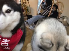 -Husky Go! 哈士奇体验馆·宠物咖啡厅狗咖