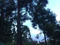 -崇明东平国家森林公园烧烤房车露营地