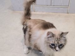 -纳吉亚猫专科动物医院·北北分院
