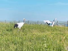 -盐城丹顶鹤湿地生态旅游区