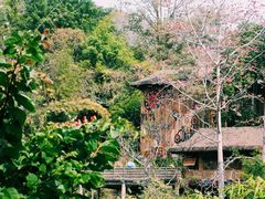 -西双版纳原始森林公园