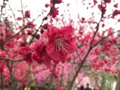 -重庆彩云湖湿地公园