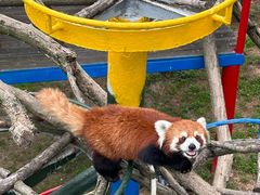 -西霞口神雕山野生动物世界