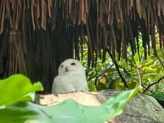 -广州长隆野生动物世界