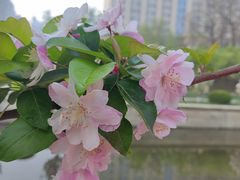 -海棠花溪(元大都城垣遗址公园)