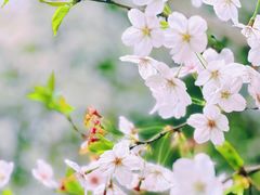 -高东镇樱花园
