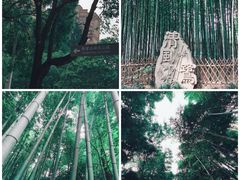 -陈家山荷花公园