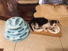 -爱侣宠医·鹦鹉专科·小型哺乳类·异宠专科(灵石路店)