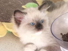 -糯米喵星人总部直营旗舰店·猫舍·幼猫出售