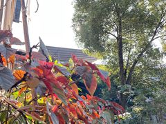 -南山植物园