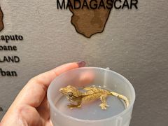 -酷以爬仙阁实体爬宠店·守宫·蜥蜴·专业繁育