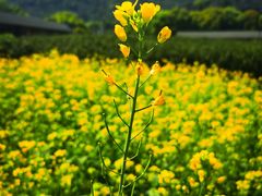-树山生态村