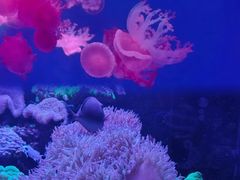 -海合安武汉极地海洋公园